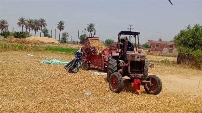 حصاد القمح