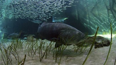 قرار عاجل ضد الجالوت المتوحش.. والغواصون والمصورون يعترضون