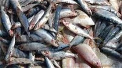 ضبط 125 كجم أسماك مملحة غير صالحة للاستهلاك الآدمي في سوهاج