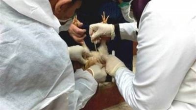 بيطري الشرقية يحصن 73 ألفًا و890 طائرًا ضد أنفلونزا الطيور