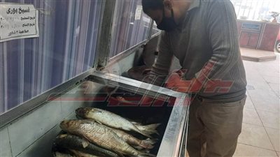 أشهر مصنعي الفسيخ في كفر الشيخ يكشف مراحل تصنيعه