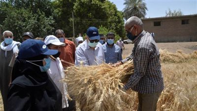 توريد 64 ألف طن قمح إلى الشون والصوامع وحصاد 212 ألف فدان بأسيوط
