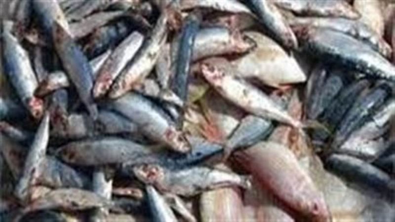 أسماك غير صالحة للاستهلاك