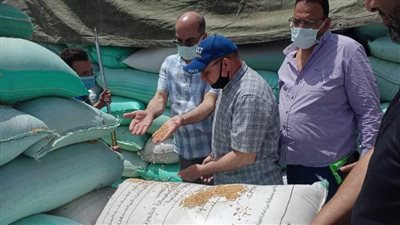 توريد ١٧٨ ألف طن قمح لصوامع الدقهلية