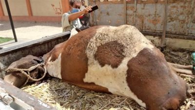 إحباط محاولة جزار توزيع لحوم بقرة مريضة على المطاعم بسوهاج