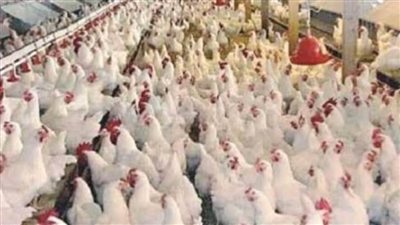 كفر الشيخ: تحصن 31690 طائراً من الأمراض الوبائية