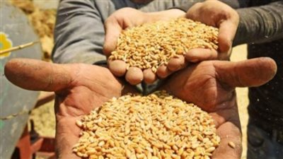 توريد 81 ألف طن من محصول القمح بصوامع وشون سوهاج