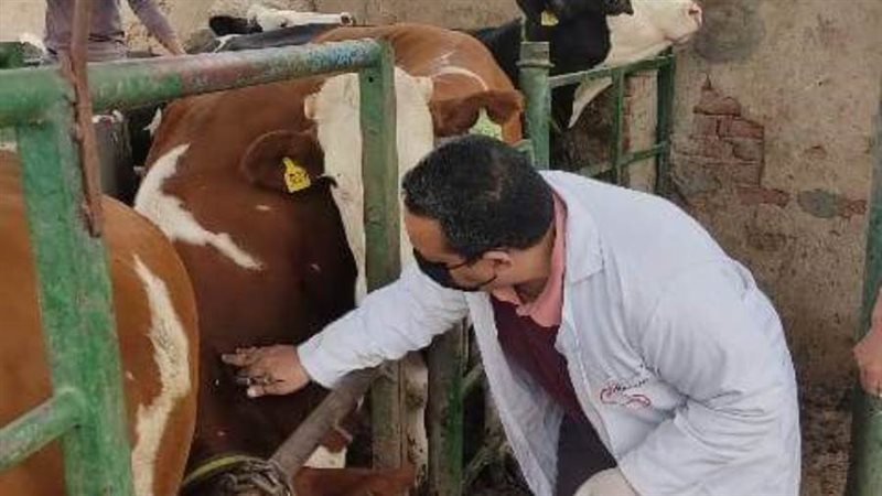 فحص المواشي