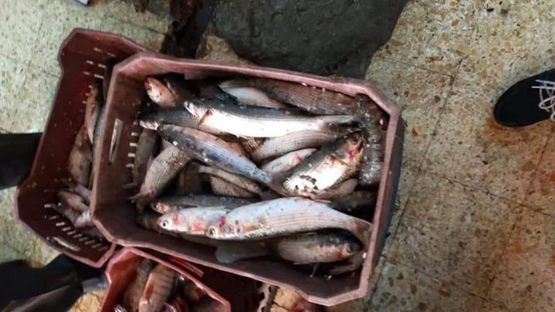 استمرار الحملات الرقابية