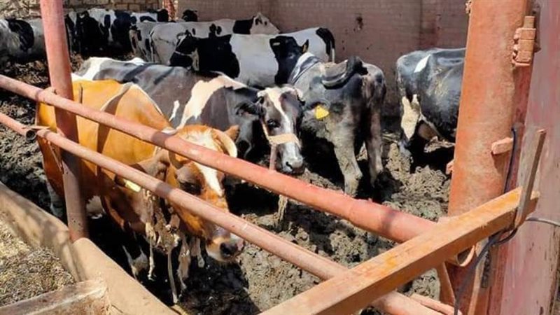 تحصين الماشية