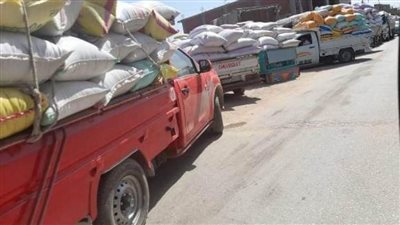 توريد 13116 طنا من السنابل الذهبية لصوامع وشون الشرقية 