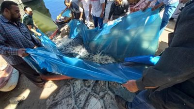 إلقاء نصف مليون ذريعة سمكية بفرع النيل بالدقهلية