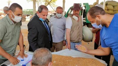 تموين المنيا: توريد 200 ألف طن قمح إلى الصوامع