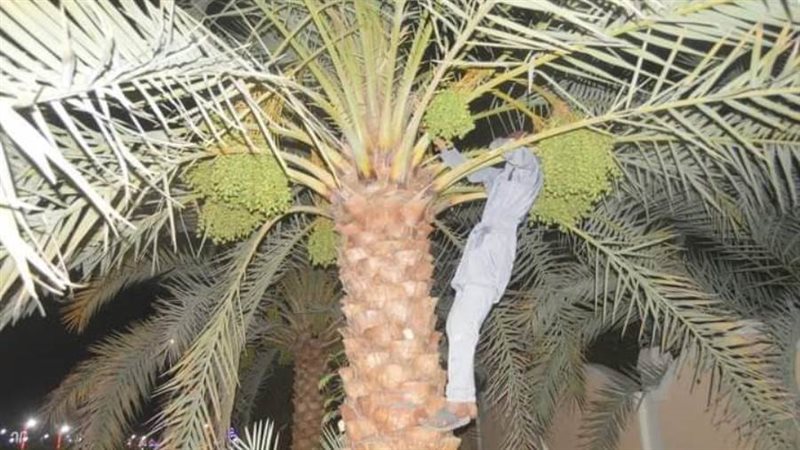 دلاوة النخيل بمركز