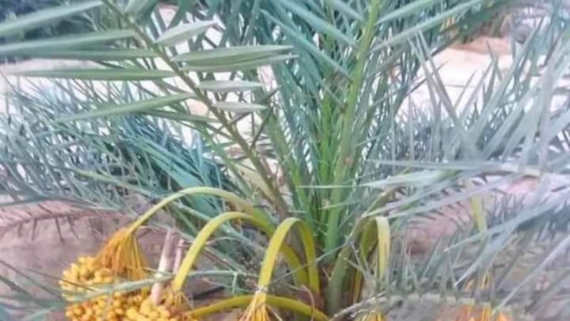 نخيل الوادي مشروعات