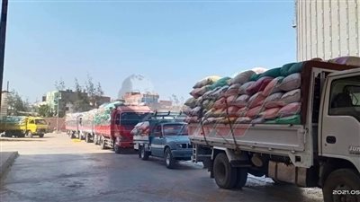 توريد 165407 طن قمح إلي شون وصوامع كفر الشيخ