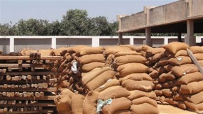 خلال 36 يوما.. توريد 93 ألفا و879 طن قمح من المُزارعين بسوهاج