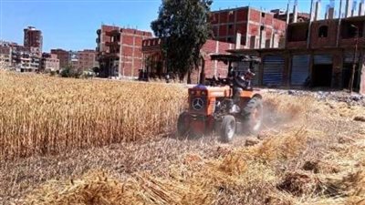 توريد 5798 طنًا من الذهب الأصفر لصوامع وشون الشرقية