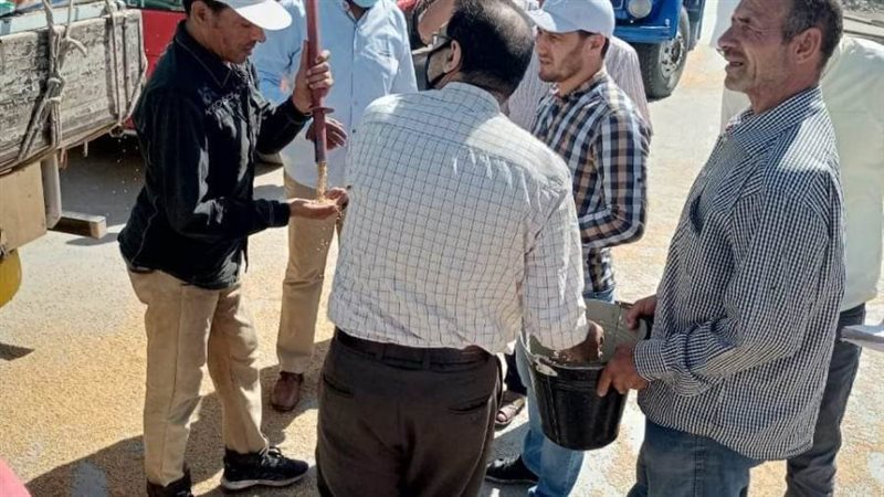 توريد القمح للصوامع