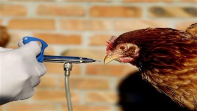 عاجل| عالمان صينيان يحذران من تسبب إنفلونزا الطيور بوباء
