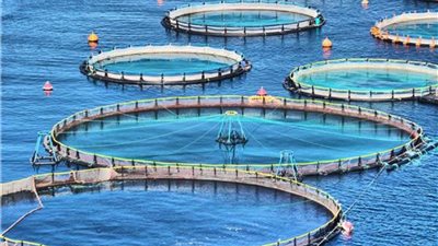 أبرز 6 معلومات عن مشروعات الثروة السمكية المرتقب افتتاحها ببورسعيد