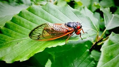 مليارات :السيكادا