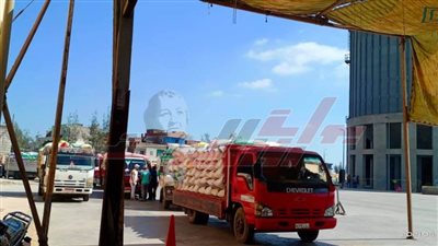 صوامع وشون كفر الشيخ  تستقبل 168718 طن قمح