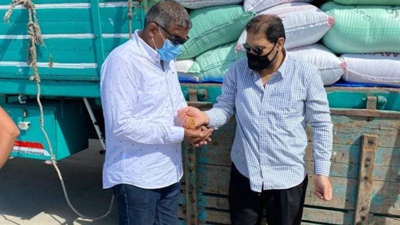 انتظام توريد القمح