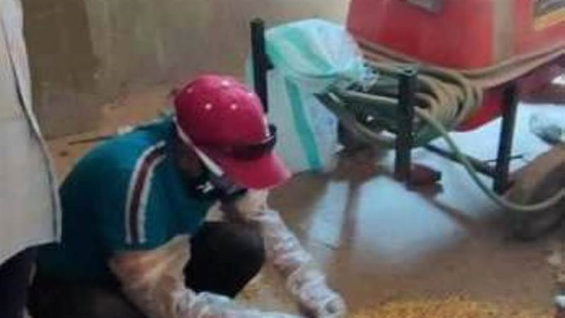 حملة مكافحة القوارض