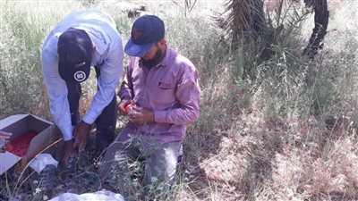 مركز بحوث الصحراء يدرس الأثر البيئي لحرائق النخيل في الوادي الجديد