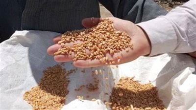 الشرقية تتصدر توريد الذهب الأصفر للتموين 