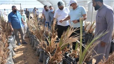 ١٨٠ فدانًا ..مشروع استثمار زراعي لإنتاج فسائل النخيل والتوت بالخارجة 