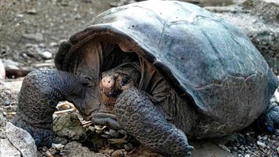 الإكوادور.. العثور على سلحفاة عملاقة كان يعتقد أنها انقرضت منذ قرن 