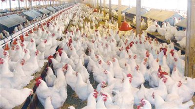 أسعار الدواجن اليوم| الدواجن الحية تُسجل 31 جنيهًا... ووراك الدواجن تُسجل 35 جنيهًا   