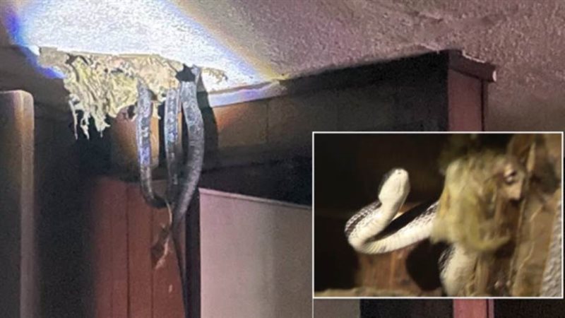 الثعابين تتساقط من