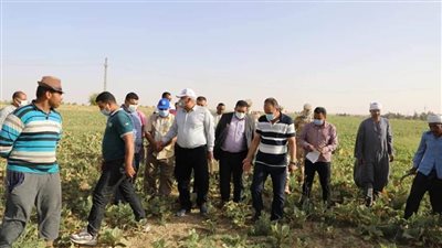 الوادي الجديد تنفذ مشروعا لإنتاج 