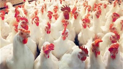 أسعار الدواجن اليوم| الدواجن الحية مستقرة عند 31 جنية مصري