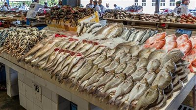 حلقة السمك| البلطي يبدأ من 19 جنيها.. والفيليه يستقر عند 110 جنيهات 