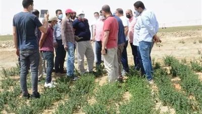 محافظ الوادى الجديد يوجه صغار المزارعين لزراعة النباتات الطبية والعطرية