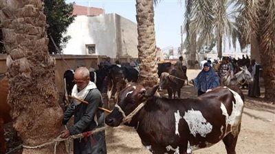 تحصين 102 ألف و423 رأس ماشية ضد الجلد العقدي وجدري الضأن ببني سويف 