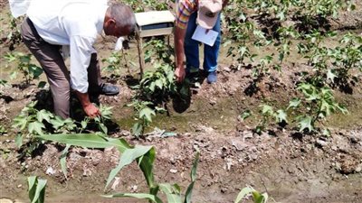 زراعة البحيرة: لجان مكثفة لمتابعة وفحص زراعات القطن والمحاصيل الصيفية