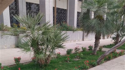 تجميل مناطق جامعة حلوان وتشجير طرقها