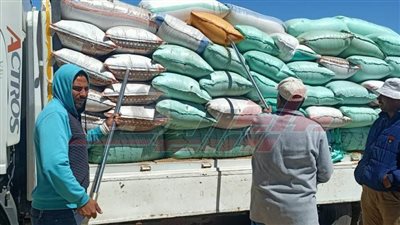  شون وصوامع كفرالشيخ تستقبل 174524 طن قمح