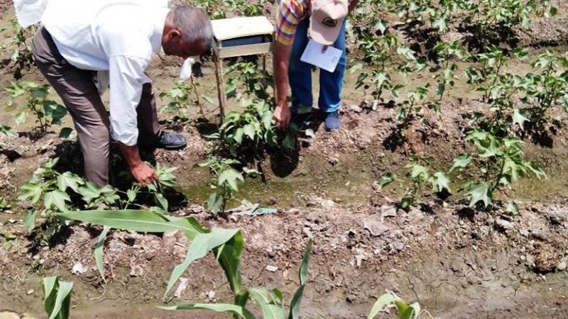 متابعة زراعات القطن