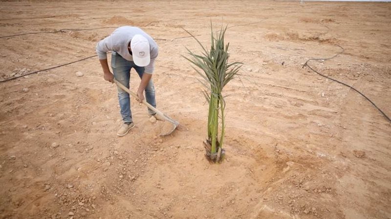 المتطوعين خلال زرعهم