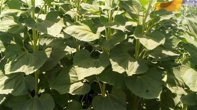 القنطرة غرب تكثف المرور على زراعات دوار الشمس