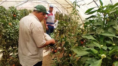 اللجنة الزراعية.. تحليل عينات 