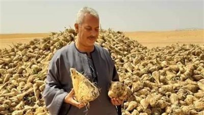 انتهاء أزمة توريد البنجر  لمزارعي المنيا 
