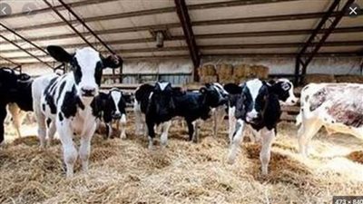 وزير الزراعة يوافق على اعتماد 100 مليون جنيه لمشروع البتلو لصغار المربين