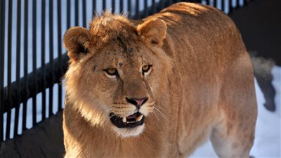 تفشي كورونا في حديقة حيوان بالهند ونفوق لبؤة